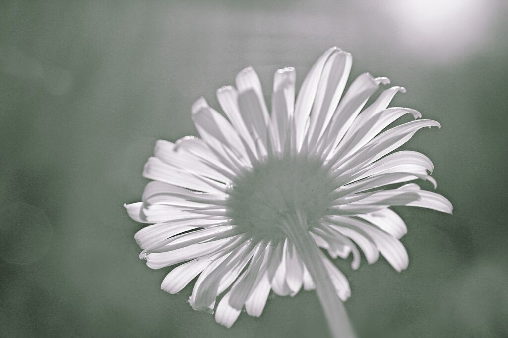 leopard's bane, flower, plant